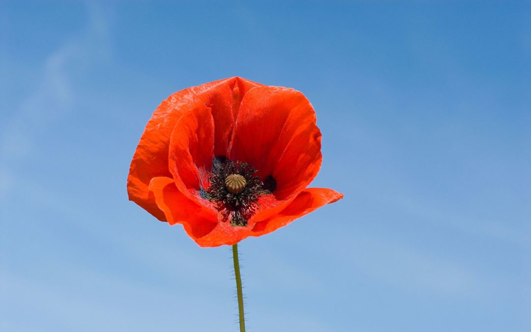 Poppies at Penn Inn – Honouring the Past; Planting for the Future